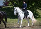Pferd International 050